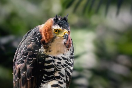 Photo for Ornate Hawk-eagle (Spizaetus ornatus) - Bird of Prey - Royalty Free Image