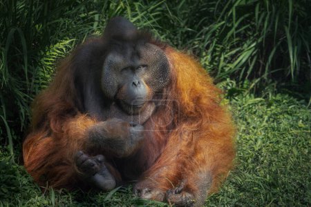 Téléchargez les photos : Orang-outan bornéen mâle (Pongo pygmaeus) - Grand singe - en image libre de droit