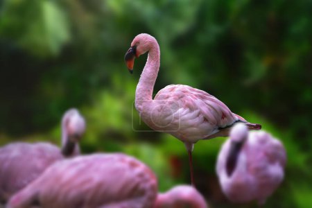 Lesser Flamingo bird (Phoeniconaias minor)