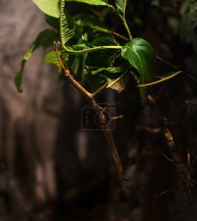 Insecto gigante brasileño del palo (Cladomorphus phyllinus)