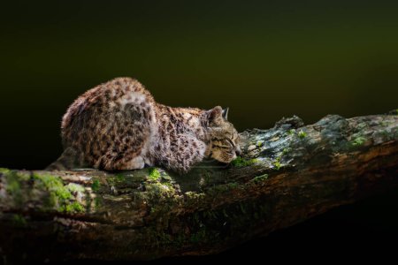 Téléchargez les photos : Chat de Geoffroy (Leopardus geoffroyi) dormant - Chat sauvage sud-américain - en image libre de droit
