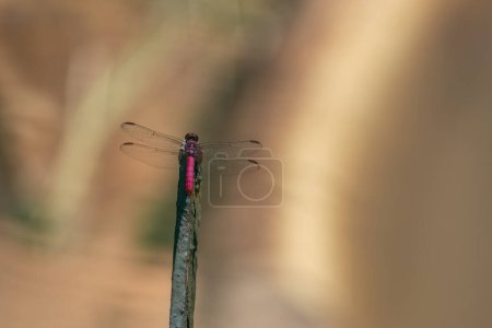 Male Carmine Skimmer (Orthemis discolor) - Pink Dragonfly