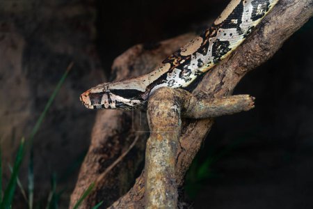 Serpent boa à queue rouge (Boa constrictor constrictor))