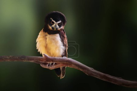 Photo for Spectacled Owl (Pulsatrix perspicillata) - Bird of Prey - Royalty Free Image