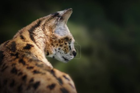 Foto de Serval (Leptailurus serval) - Gato salvaje africano - Imagen libre de derechos