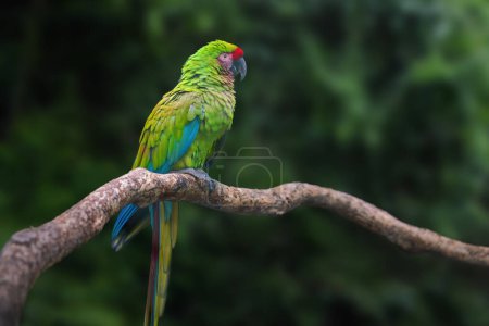 Military Macaw parrot (Ara militaris)
