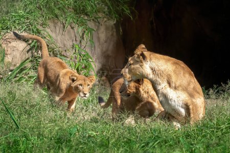 Téléchargez les photos : Lionne aux oursons (Panthera leo) - en image libre de droit