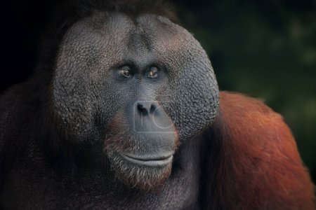 Male Bornean Orangutan (Pongo pygmaeus) - Great Ape