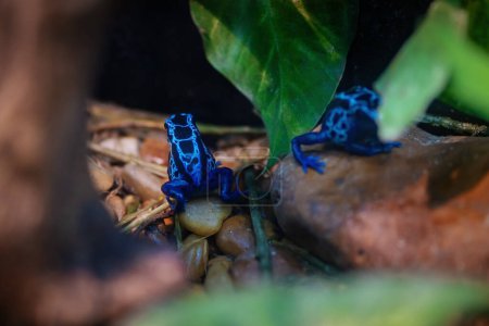 Azul teñido veneno dardo rana (Dendrobates tinctorius)
