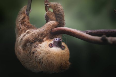 Photo for Linnaeus's Two-toed Sloth (Choloepus didactylus) - Royalty Free Image