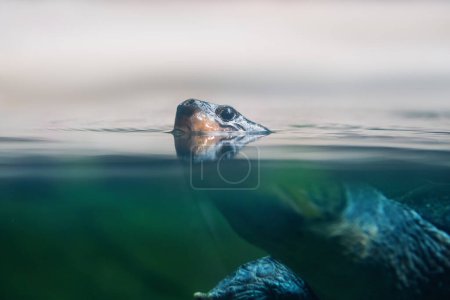 Tortuga de río sudamericana (Podocnemis expansa) - Buceo bajo el agua