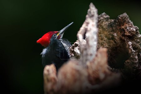 Lineated Woodpecker bird (Dryocopus lineatus)