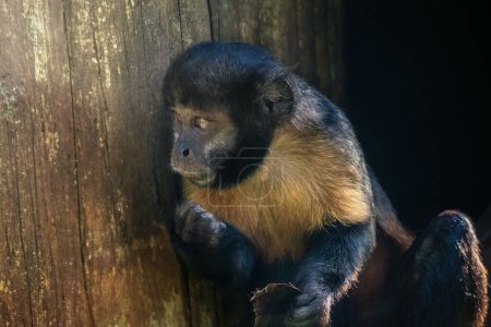 Mono capuchino de vientre dorado (Sapajus xanthosternos)