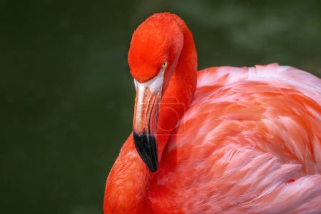 Amerikanischer Flamingo (Phoenicopterus ruber))