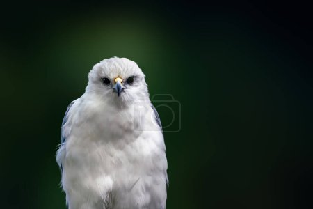 Mantled Hawk (Pseudastur polionotus) - Bird of Prey
