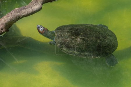 South American River Turtle (Podocnemis expansa) - Swimming