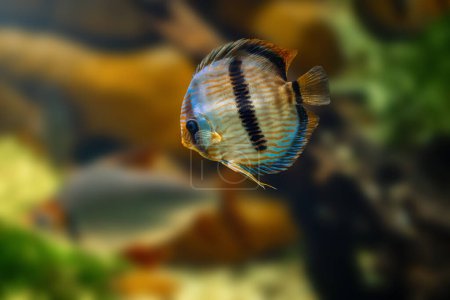 Blauer Diskus (Symphysodon aequifasciatus) - Süßwasserfische