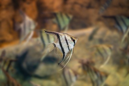 Angelfish d'eau douce (Pterophyllum scalare) - Poissons d'eau douce