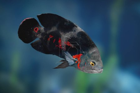Schwarzer Tiger Oscar (Astronotus ocellatus) - Süßwasserfische