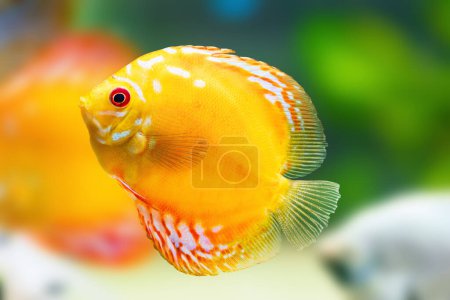 Yellow Discus (Symphysodon aequifasciatus) - Freshwater Fish