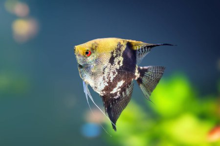 Téléchargez les photos : Angelfish en marbre doré (Pterophyllum scalare) - Poissons d'eau douce - en image libre de droit