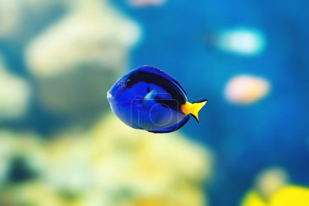 Royal Blue Tang (Paracanthurus hepatus) - Marine Fish