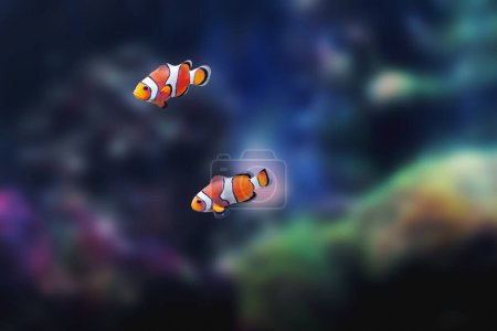 Ocellaris Clownfisch (Amphiprion ocellaris) - Meeresfische