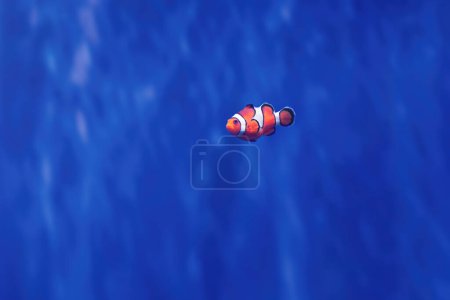 Ocellaris Clownfisch (Amphiprion ocellaris) - Meeresfische