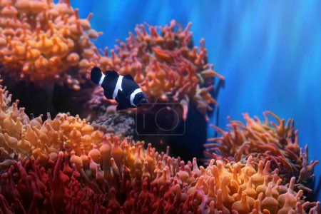 Black Ocellaris Clownfish(Amphiprion ocellaris) - Marine Fish