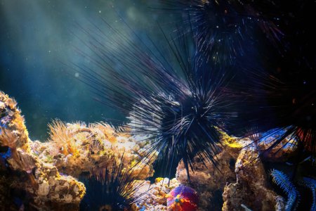 Téléchargez les photos : Oursin de la mer de Porcupine (Diadema setosum) - en image libre de droit