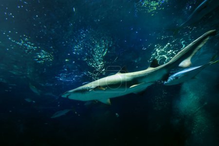 Foto de Tiburón tigre de arena (Carcharias taurus
) - Imagen libre de derechos