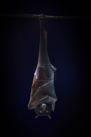 Foto de Zorro volador grande (Pteropus vampyrus) colgando boca abajo - Imagen libre de derechos