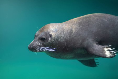 Harbor Seal Tauchen unter Wasser (Phoca vitulina) oder Seehund