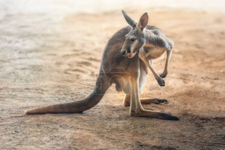 Téléchargez les photos : Kangourou rouge (Osphranter rufus) - Marsupial australien - en image libre de droit