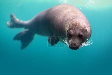 Harbor Seal diving underwater (Phoca vitulina) or Common Seal