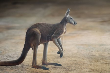 Red Kangaroo (Osphranter rufus) - Australian Marsupial