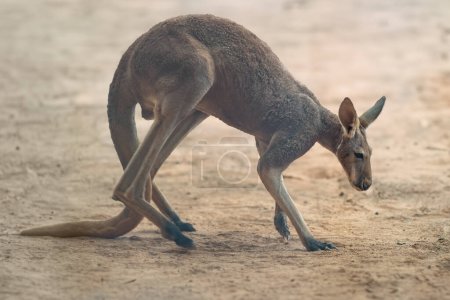 Canguro rojo (Osphranter rufus) - Marsupial australiano