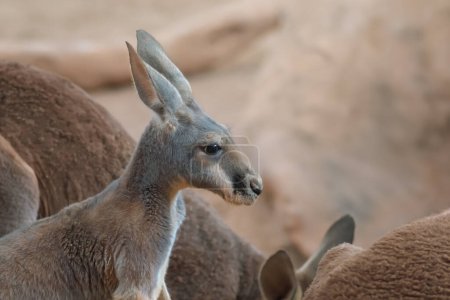 Young Red Kangaroo (Osphranter rufus) - Australian Marsupial