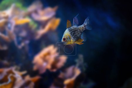 Pijama Cardinalfish (Sphaeramia nematoptera) - Peces marinos