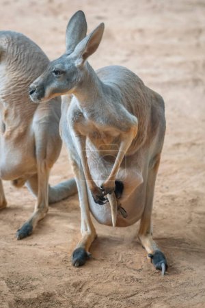 Red Kangaroo mother with baby in pouch (Osphranter rufus)