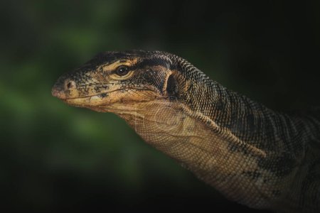 Asiática agua monitor lagarto (varanus salvator
)