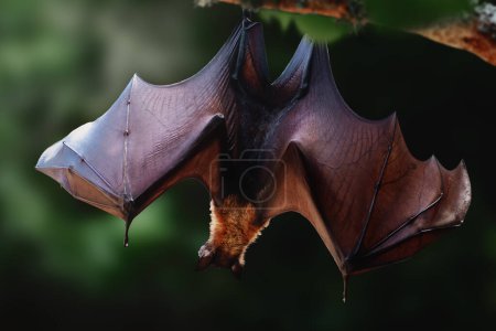Foto de Zorro volador grande (Pteropus vampyrus) con alas abiertas - Imagen libre de derechos