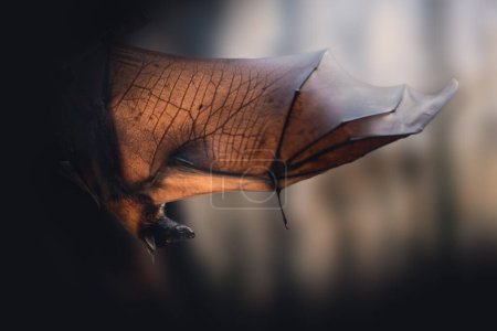 Foto de Zorro volador grande (Pteropus vampyrus) con alas abiertas - Imagen libre de derechos