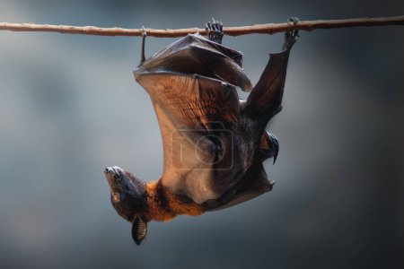 Foto de Zorro volador grande (Pteropus vampyrus) - Imagen libre de derechos