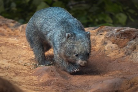 Wombat común (Vombatus ursinus) - Australian Marsupial