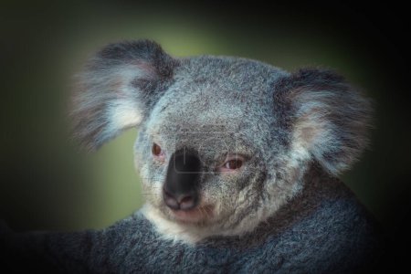 Koala (Phascolarctos cinereus) - Australian Marsupial