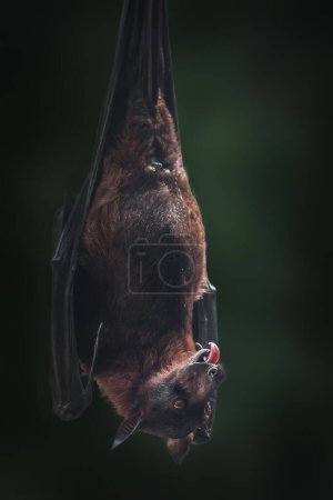Foto de Zorro volador grande (Pteropus vampyrus) mostrando la lengua - Imagen libre de derechos