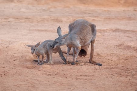 Red Kangaroo mother with baby (Osphranter rufus)