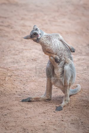 Baby Red Kangaroo scratching (Osphranter rufus)