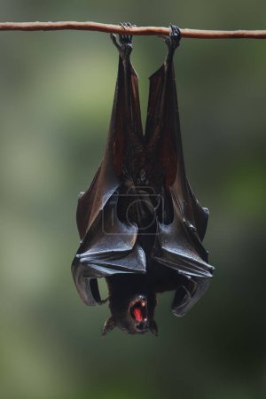 Foto de Zorro volador grande (Pteropus vampyrus) con la boca abierta - Imagen libre de derechos